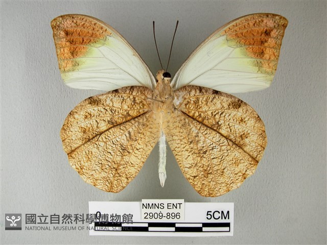 橙端粉蝶、端紅蝶藏品圖，第2張