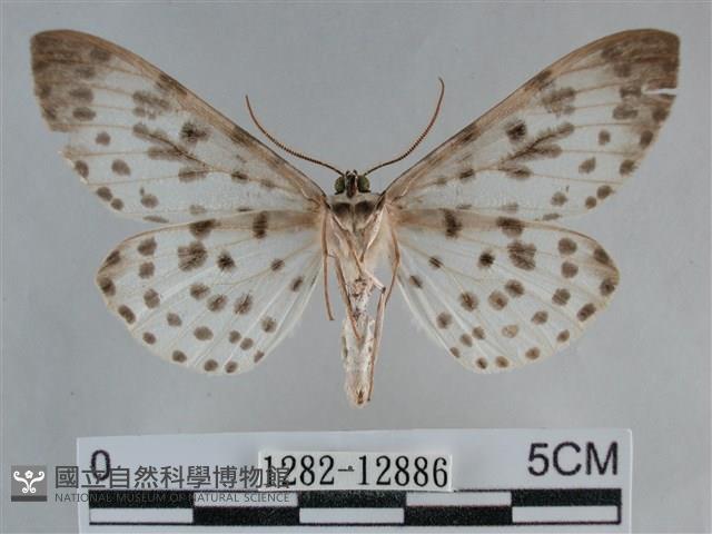 大胡麻斑星尺蛾藏品圖，第2張