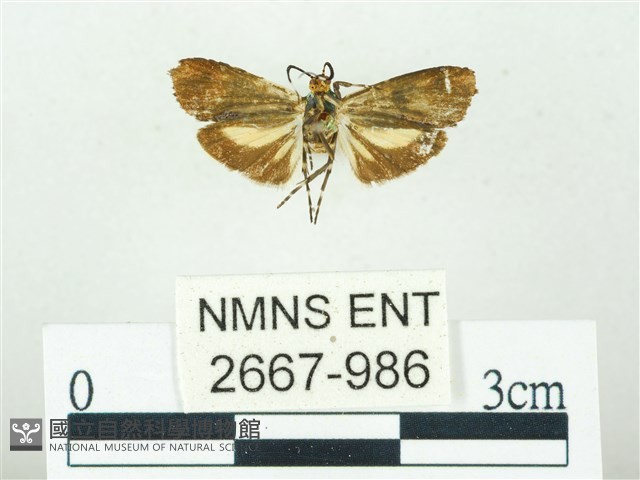 叉紋閃舞蛾藏品圖，第2張