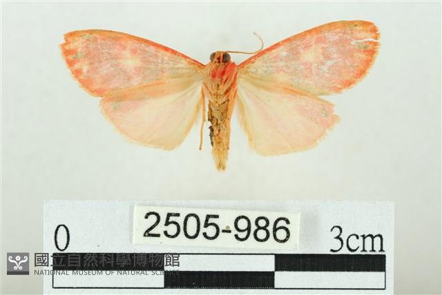 三色豔苔蛾藏品圖，第2張