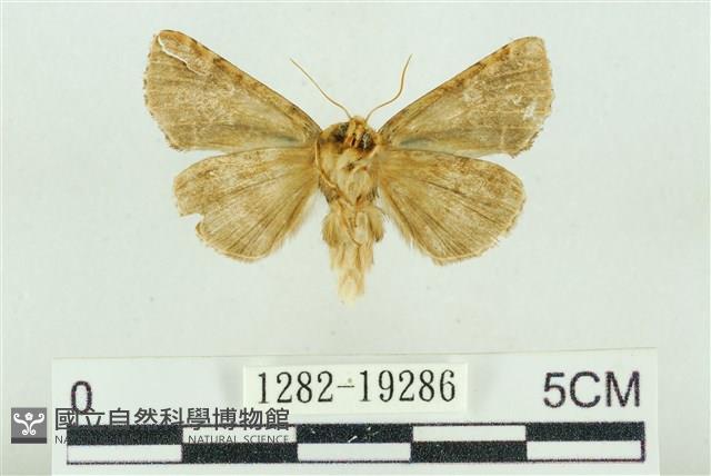 白華波紋蛾藏品圖，第2張