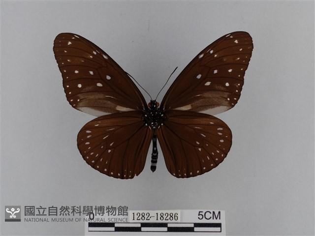 異紋紫斑蝶藏品圖，第2張