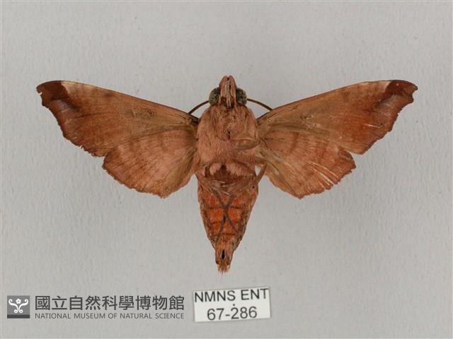 姬缺角天蛾藏品圖，第2張