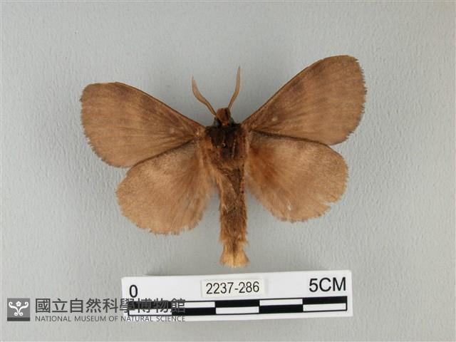 波紋枯葉蛾藏品圖，第2張