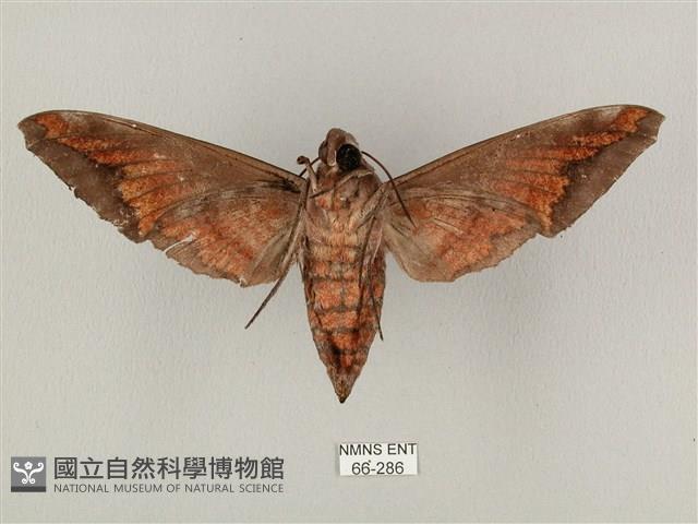 全緣缺角天蛾藏品圖，第2張