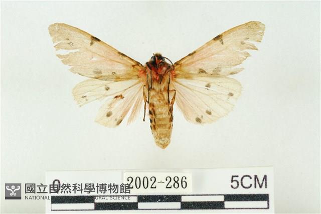 棍棒污燈蛾藏品圖，第2張