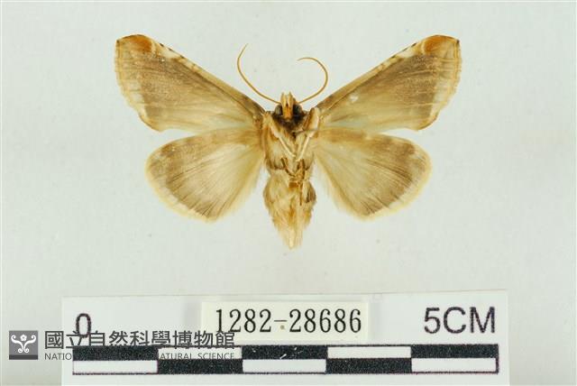 印華波紋蛾藏品圖，第2張
