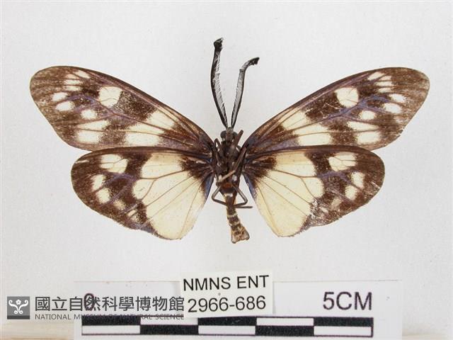 蓬萊茶斑蛾藏品圖，第2張