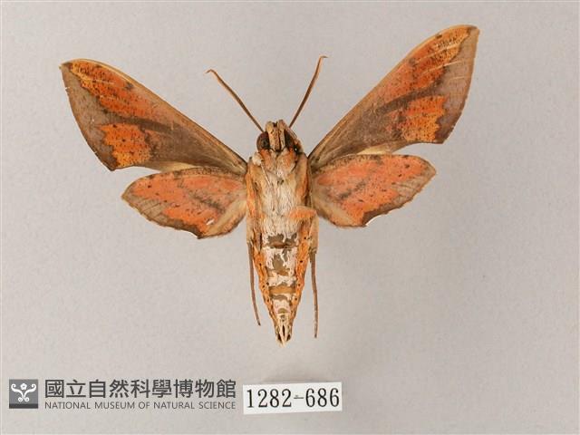 臺灣白肩天蛾藏品圖，第2張