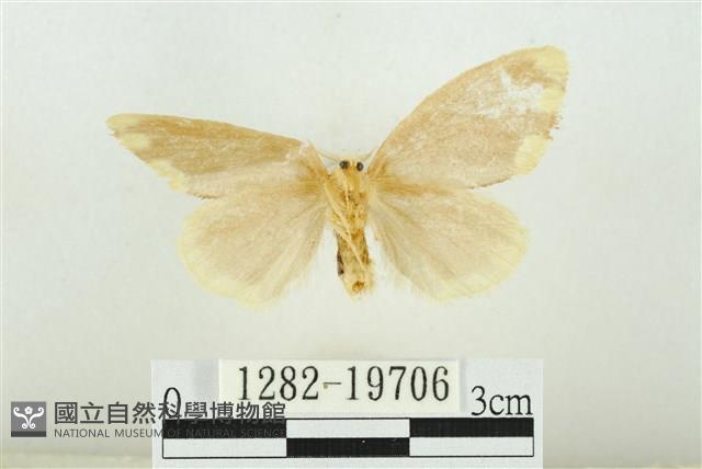 黑翅黃毒蛾藏品圖，第2張