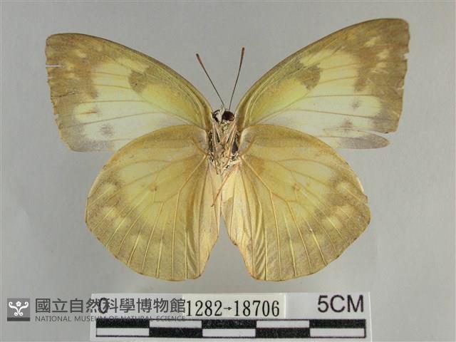 遷粉蝶、淡黃蝶藏品圖，第2張