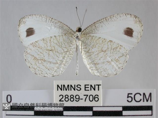 纖粉蝶、黑點粉蝶藏品圖，第2張