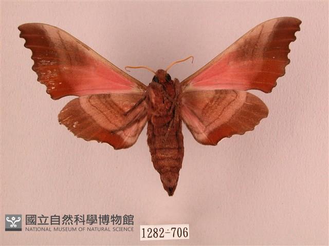 桃紅六點天蛾藏品圖，第2張