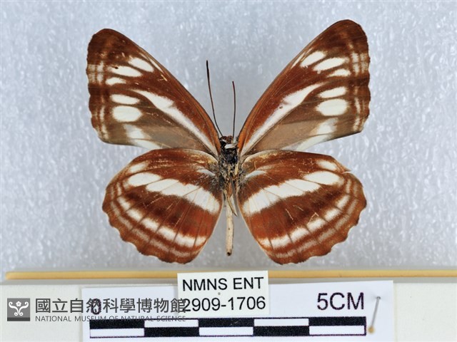 眉紋環蛺蝶藏品圖，第2張