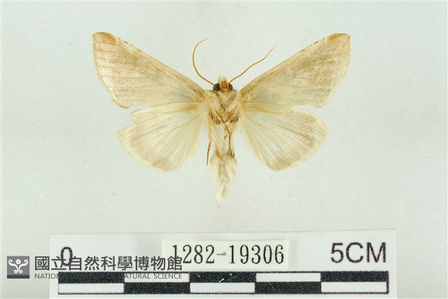 印華波紋蛾藏品圖，第2張