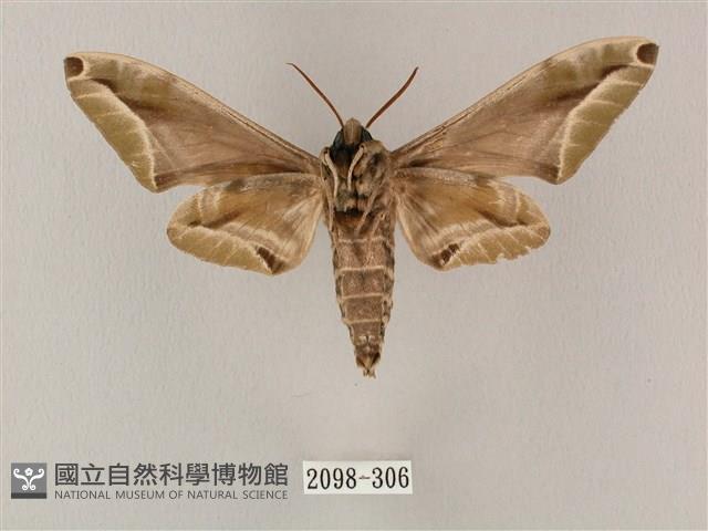 白點天蛾 藏品圖，第2張