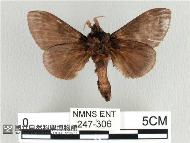 大斑Y毛蟲藏品圖，第2張