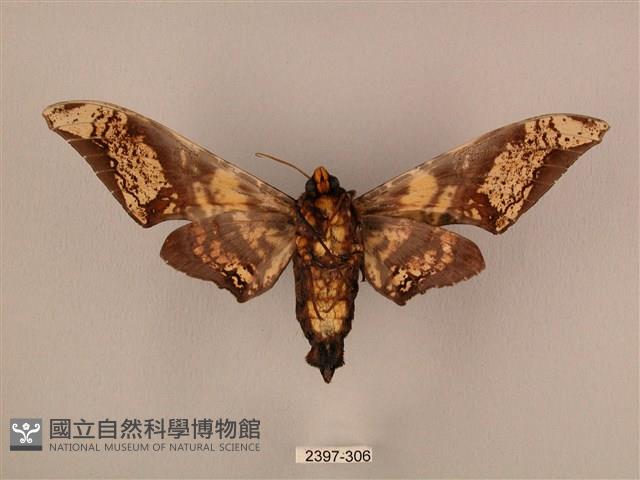 臀角斑天蛾藏品圖，第2張