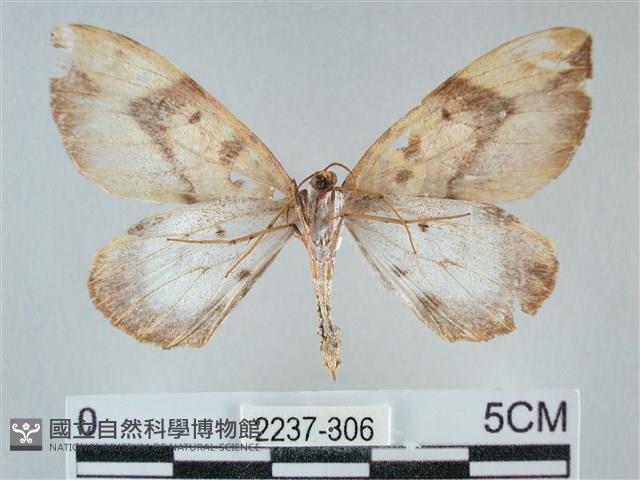枯葉尺蛾藏品圖，第2張
