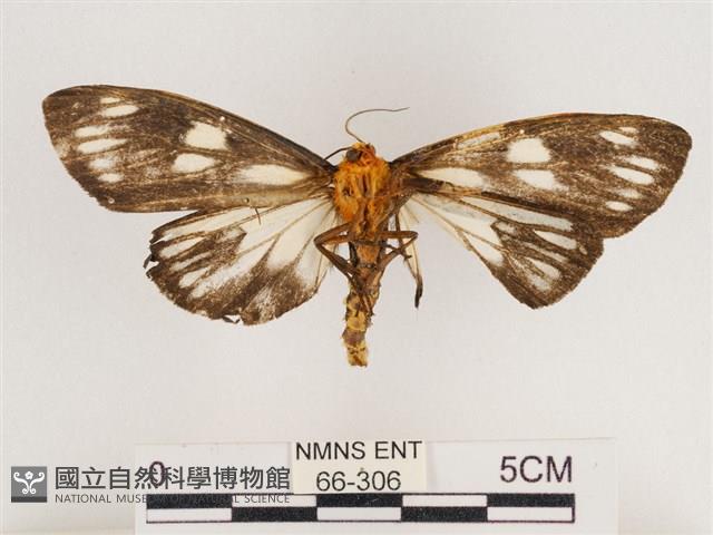 巨網燈蛾藏品圖，第2張