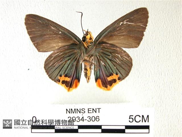 綠弄蝶藏品圖，第2張