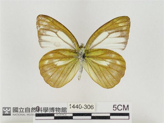 淡褐脈粉蝶藏品圖，第2張