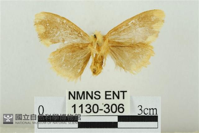 黑翅黃毒蛾藏品圖，第2張