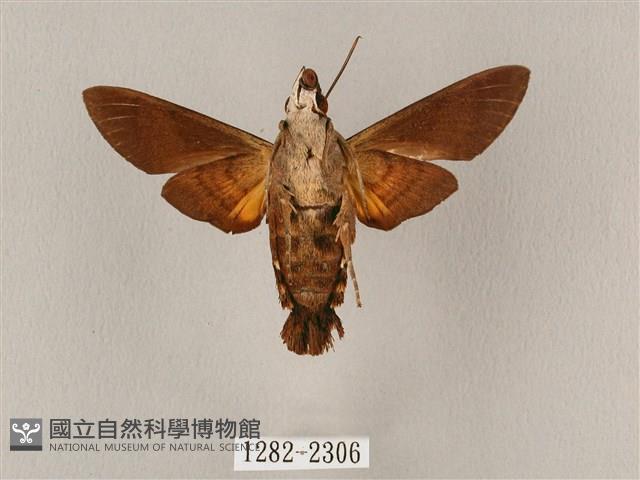 平帶長喙天蛾藏品圖，第2張