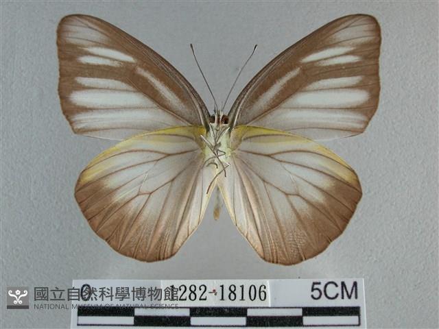 異色尖粉蝶藏品圖，第2張