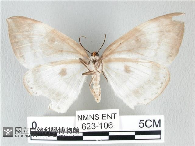 圓翅大鉤蛾藏品圖，第2張