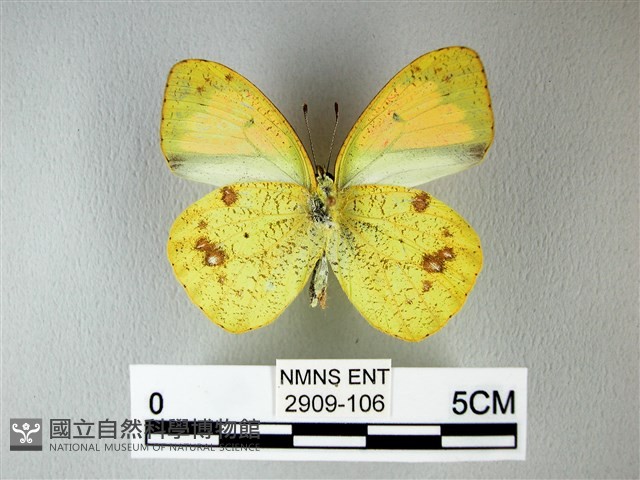 異粉蝶、雌白黃蝶藏品圖，第2張