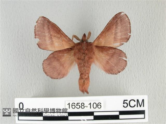 川邊氏枯葉蛾藏品圖，第2張