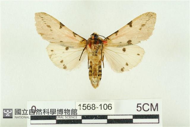 棍棒污燈蛾藏品圖，第2張