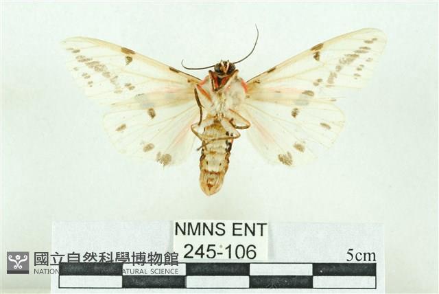 菊池污燈蛾藏品圖，第2張