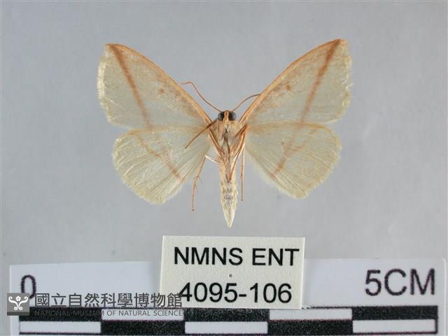 澄線尺蛾藏品圖，第2張