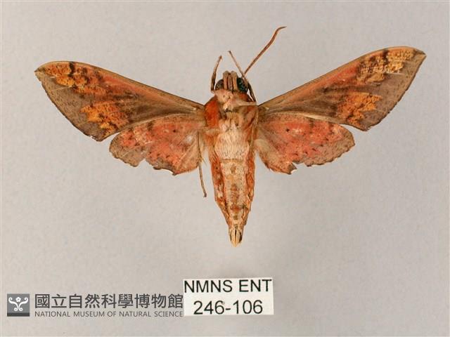 雙斑白肩天蛾藏品圖，第2張