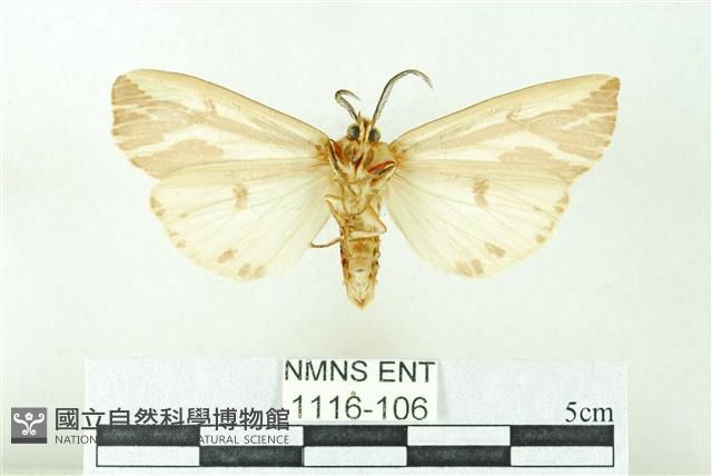 赭新污燈蛾藏品圖，第2張