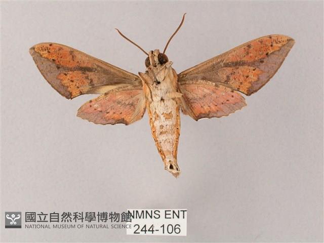 臺灣白肩天蛾藏品圖，第2張