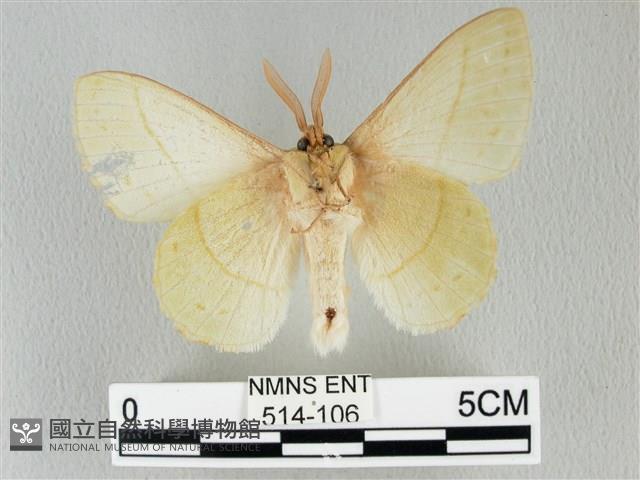 青枯葉蛾藏品圖，第2張