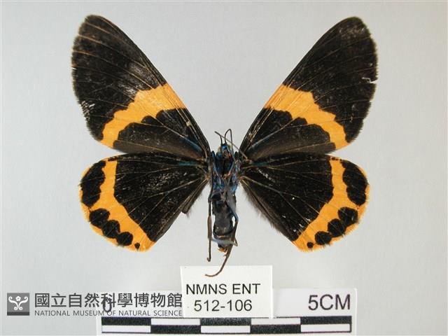 橙帶藍尺蛾藏品圖，第2張