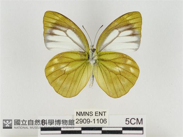 淡褐脈粉蝶藏品圖，第2張