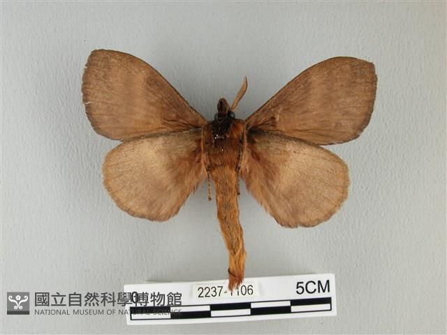 波紋枯葉蛾藏品圖，第2張