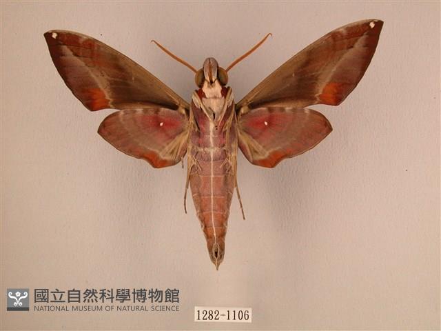 暗綠白腰天蛾藏品圖，第2張