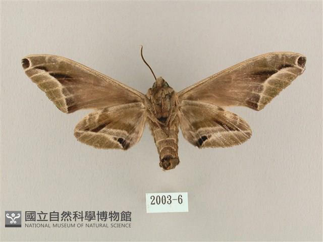 白點天蛾 藏品圖，第2張