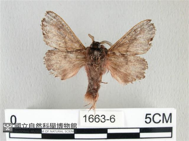 銀肩枯葉蛾藏品圖，第2張