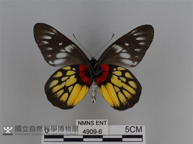 豔粉蝶藏品圖，第2張