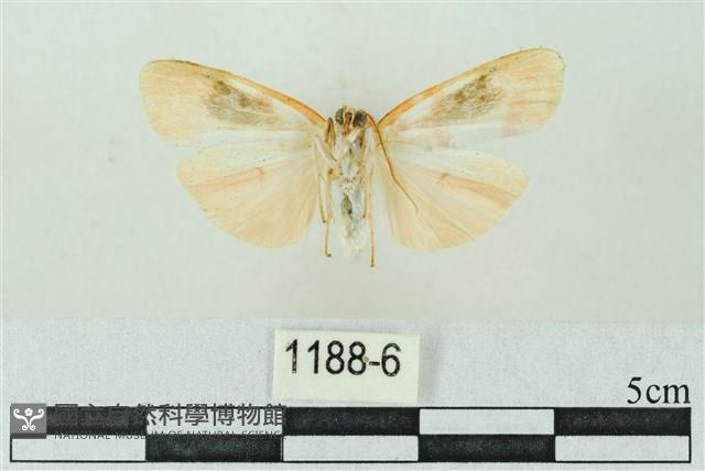 臺雪苔蛾藏品圖，第2張