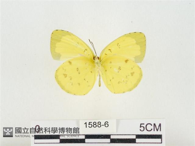 島嶼黃蝶、江崎黃蝶藏品圖，第2張