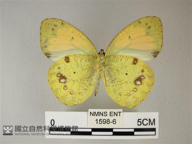 異粉蝶、雌白黃蝶藏品圖，第2張