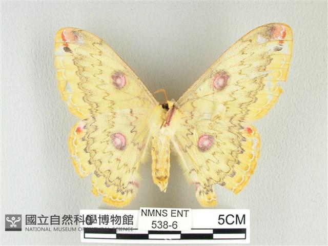 黃豹天蠶蛾藏品圖，第2張